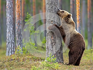 Curious Bear Standing and Sniffing Tree