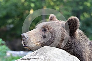 Curious bear-Ursus arctos beringianus photo