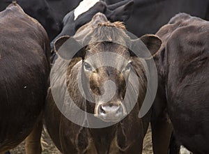 Curious beautiful brown cow between two bulls