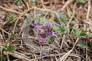 Piccolo ape fiore 