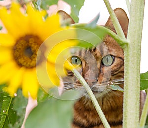 A curious Bengal cat hiding behind a sunflower