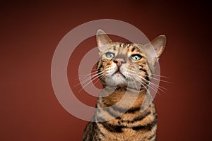 curious bengal cat portrait on brown background