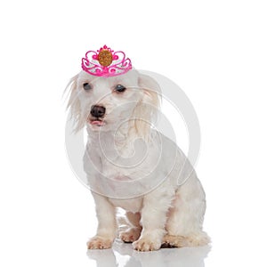 Curious bichon wearing a princess crown for halloween sitting