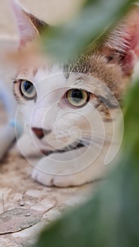 Curious big Cat eyes