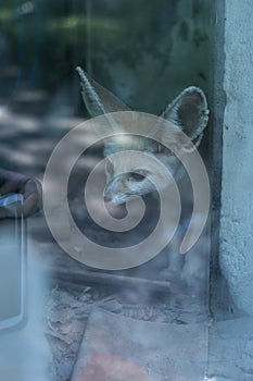 Curious big-eared fox in the window is watching the tourists` mobile phone in the Chongqing Zoo