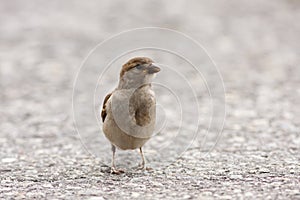 Curious bird. Cute small house sparrow, Passer domesticus photo