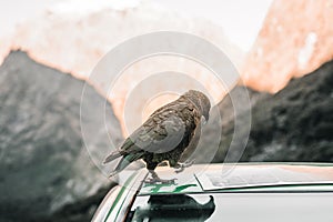 curious bird with many feathers on the roof of a green car near a solar panel in a quiet place in the middle of the