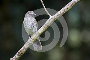 Curious bird perched on a diagonal branch with a dark background