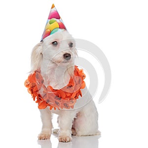 Curious birthday bichon wearing lei looks to side while sitting