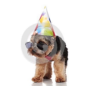 Curious birthday yorkshire terrier wearing sunglasses looks to side