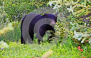 Curious black bear cub