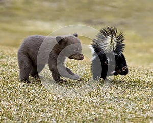 Curious Black Bear (Ursus americanus) and Striped Skunk photo