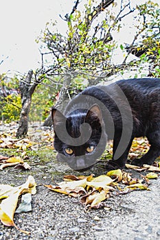 A curious black cat crouching down and looking at the camera.