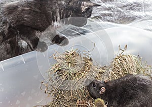 Curious black cat peeks into grey rat s cage