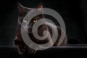 Curious black cat sitting mysterious night animal photo
