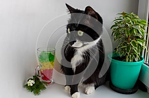 Curious black cat sitting on a window near a ficus tree