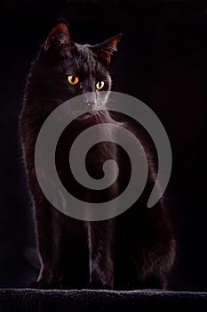 curious black cat spooky night animal bad luck