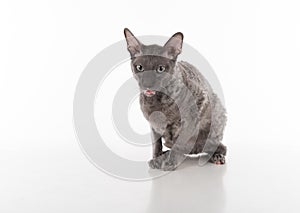 Curious Black Cornish Rex Cat Sitting on the White Table with Reflection. White Background. Portrait. Open Mouth, Tongue out.