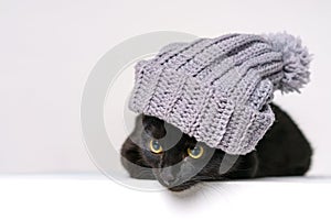 Curious black cute cat sits in a knitted hat with bubo. Happy cat. Cat closed