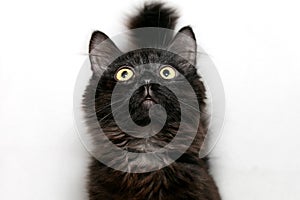 Curious black fluffy kitten with expressive eyes. Close-up. White background