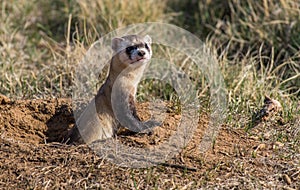 An Endangered Black-footed Ferret Popping out of a Prairie Dog Burrow for a Quick Observation photo