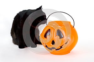 Curious Black Kitten and Candy Pumpkin