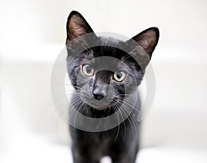 A curious black kitten looking at the camera with a head tilt