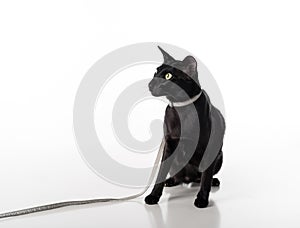 Curious Black Oriental Shorthair Cat Sitting on White Table with Reflection and Leash. White Background. Looking Left.