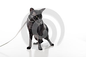 Curious Black Oriental Shorthair Cat Sitting on White Table with Reflection and Leash. White Background. Looking Right