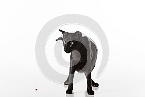 Curious Black Oriental Shorthair Cat Sitting on White Table with Reflection. White Background. Looking Down. Food on the Ground.