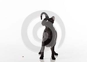 Curious Black Oriental Shorthair Cat Sitting on White Table with Reflection. White Background. Looking Up. Food on the Ground.