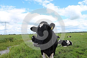 Curious black or red white frysian cows and bull on the green meadows of the Krimpenerwaard