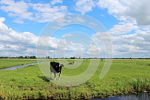 Curious black or red white frysian cows and bull on the green meadows of the Krimpenerwaard