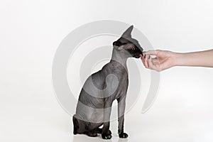 Curious Black Sphynx Cat with green nails. Woman Hand Offer Food. Isolated on white background