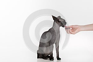 Curious Black Sphynx Cat with green nails. Woman Hand Offer Food And Lick Nails. Isolated on white background