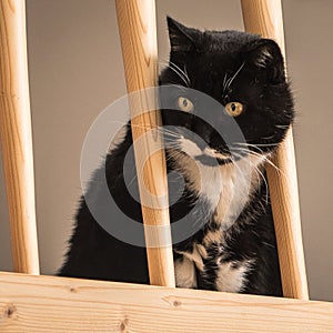 A curious black and white cat whatching cautiously from a gallery