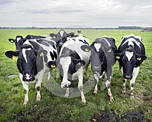 Curious black and white cows in dutch meadow
