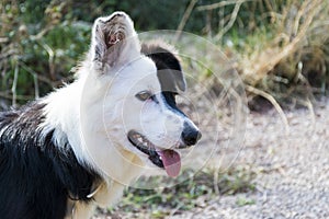 Curious black and white dog