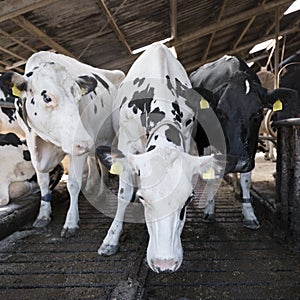 Curious black and white holstein cows inside barn on dutch farm in holland