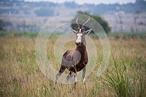 Curious Blesbok standing in the tall green grass