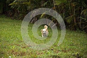 Curious blond Chihuahua dog explores a tropical garden