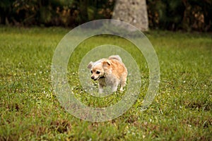 Curious blond Chihuahua dog explores a tropical garden