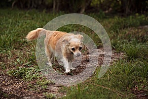 Curious blond Chihuahua dog explores a tropical garden