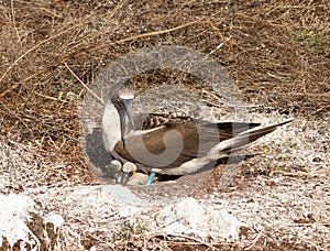 Curious blue footed booby seabird and chick