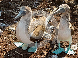 Curious blue footed booby seabirds on Galapagos