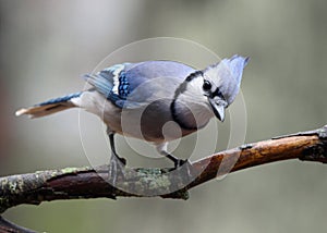 Curious Blue Jay