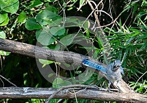 Curious blue jay perched on a tree limb