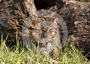 Curious Bobcat Kitten