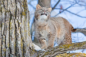 Curious bobcat in tree