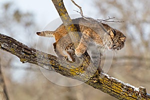 Curious bobcat